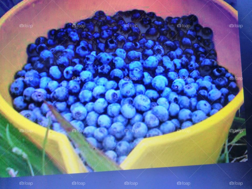 blueberries in Kashmir