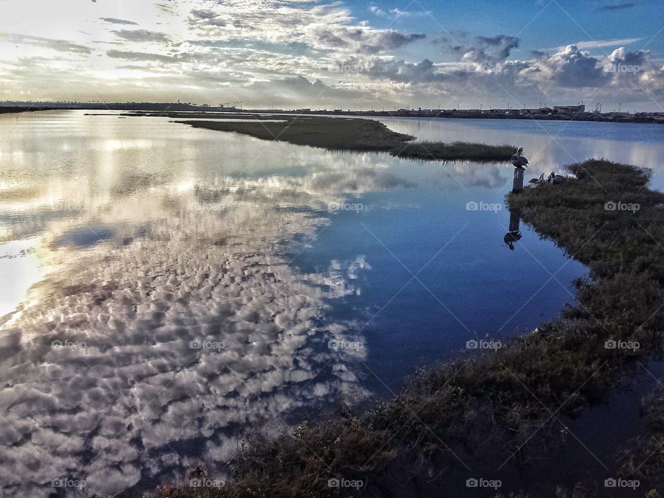 California Brown Pelican on perch at the wetlands with clouds