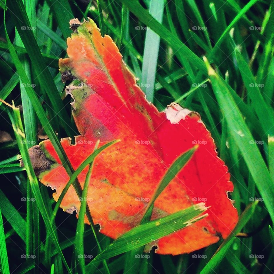 Red Leaf 