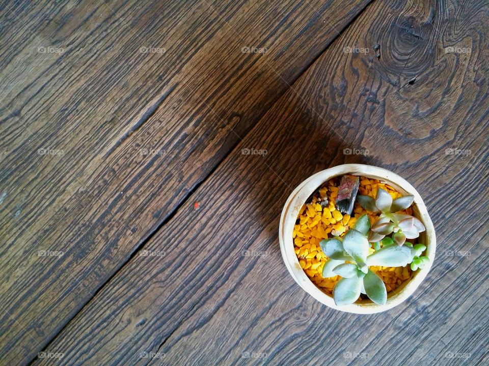 Small flora.. The small flora on the wood table.