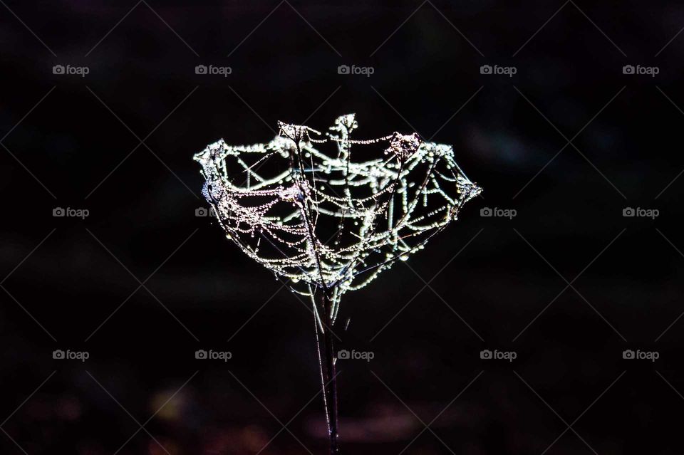 dew drops on the web