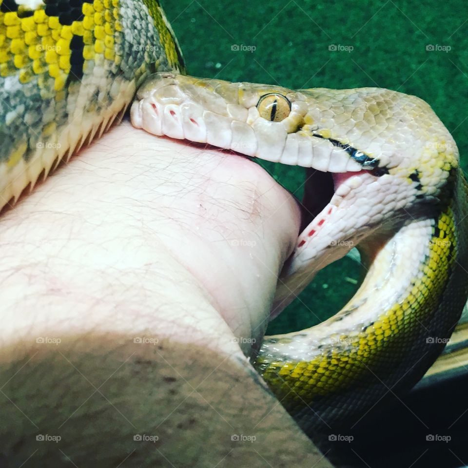 Omnomnom