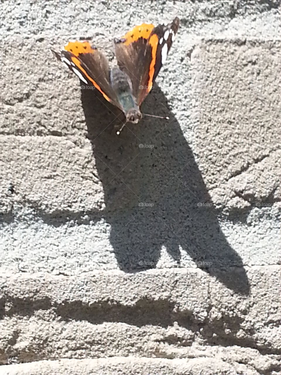 batman/butterflyman