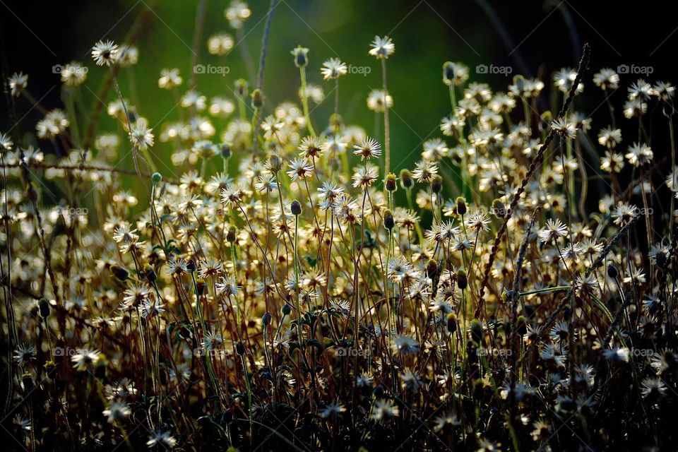 wild flowers blooming in the summer