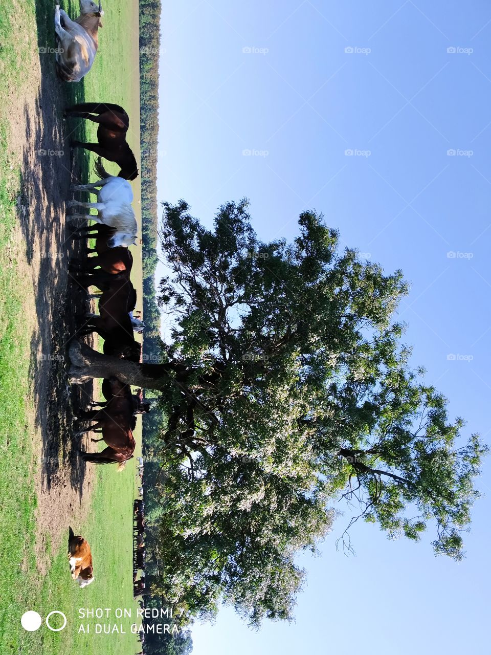 konji u hladu stabla jasena