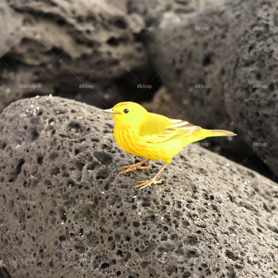 Galapagos yellow bird
