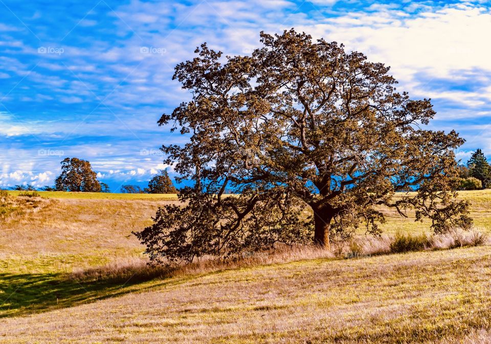 Garry Oak tree in the middle of an autumn meadow 