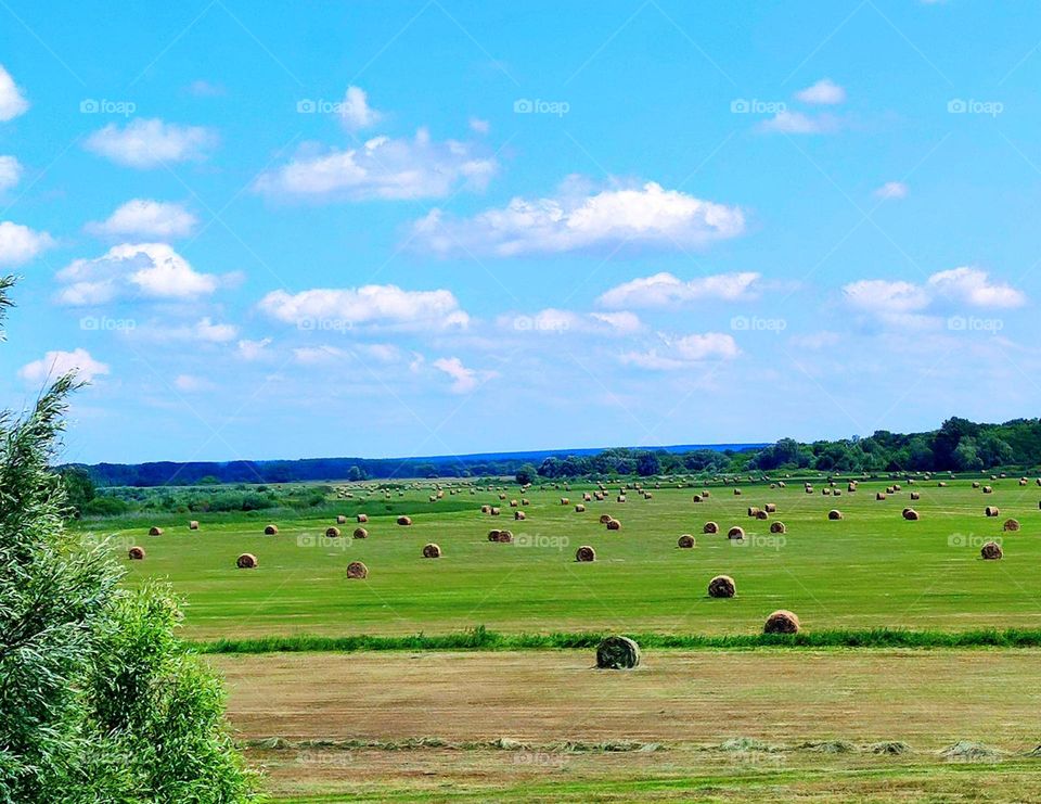 Countryside in summer. A field that has been cleared and a green field corn on which haystacks are being dried. Green trees on the horizon. Above the field blue sky with white clouds