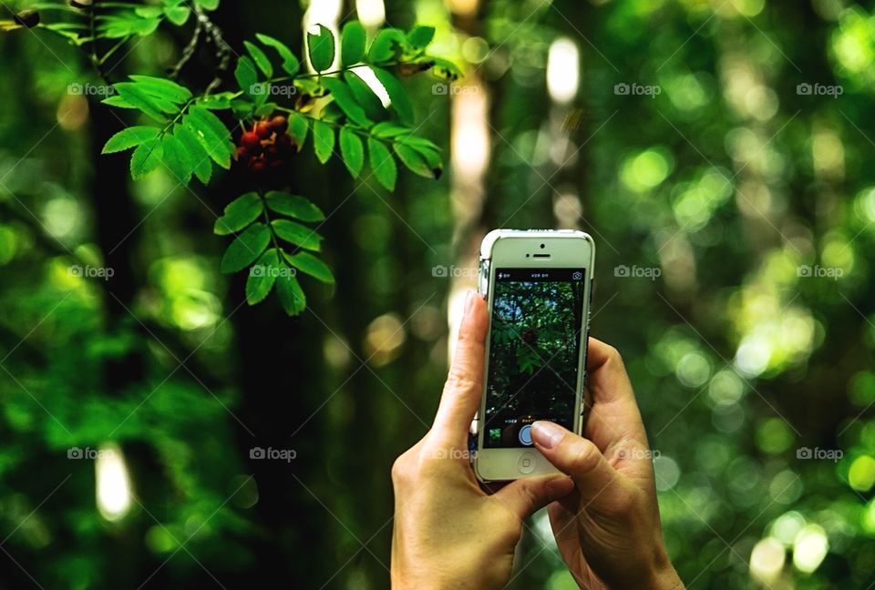 Smart phone photography in the woods 