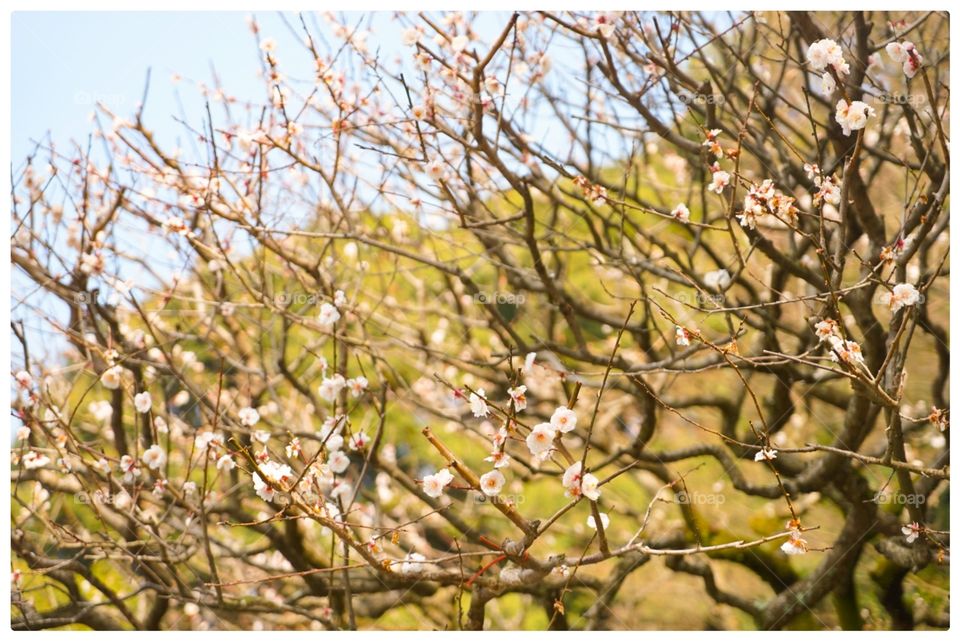 Sakura branches blossoming