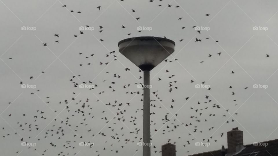 Large group of birds togheter