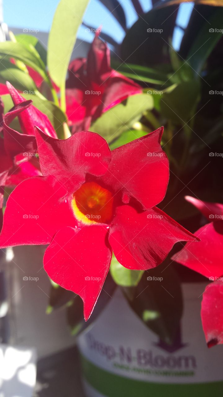 Beautiful red flower garden