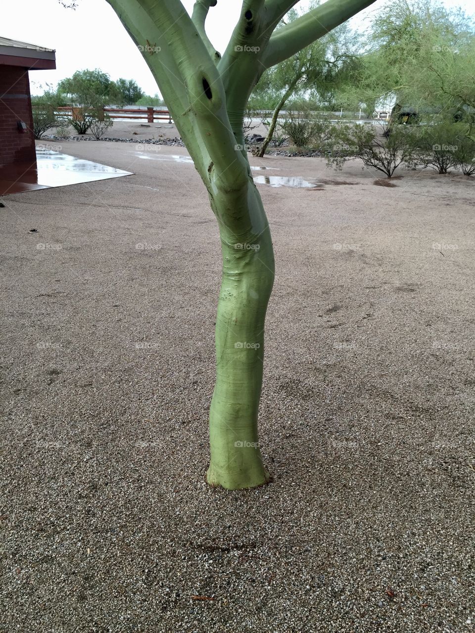 Arizona rest area green tree