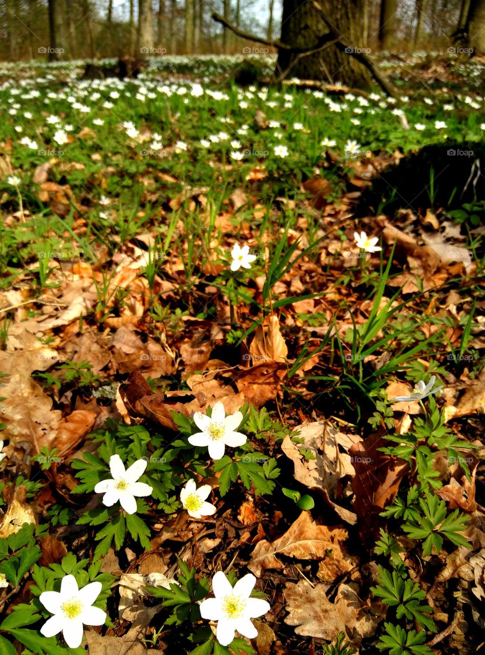 wood anemone 
Buschwindröschen