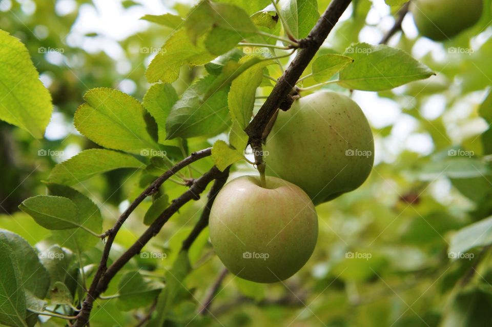 Branch of the apple tree