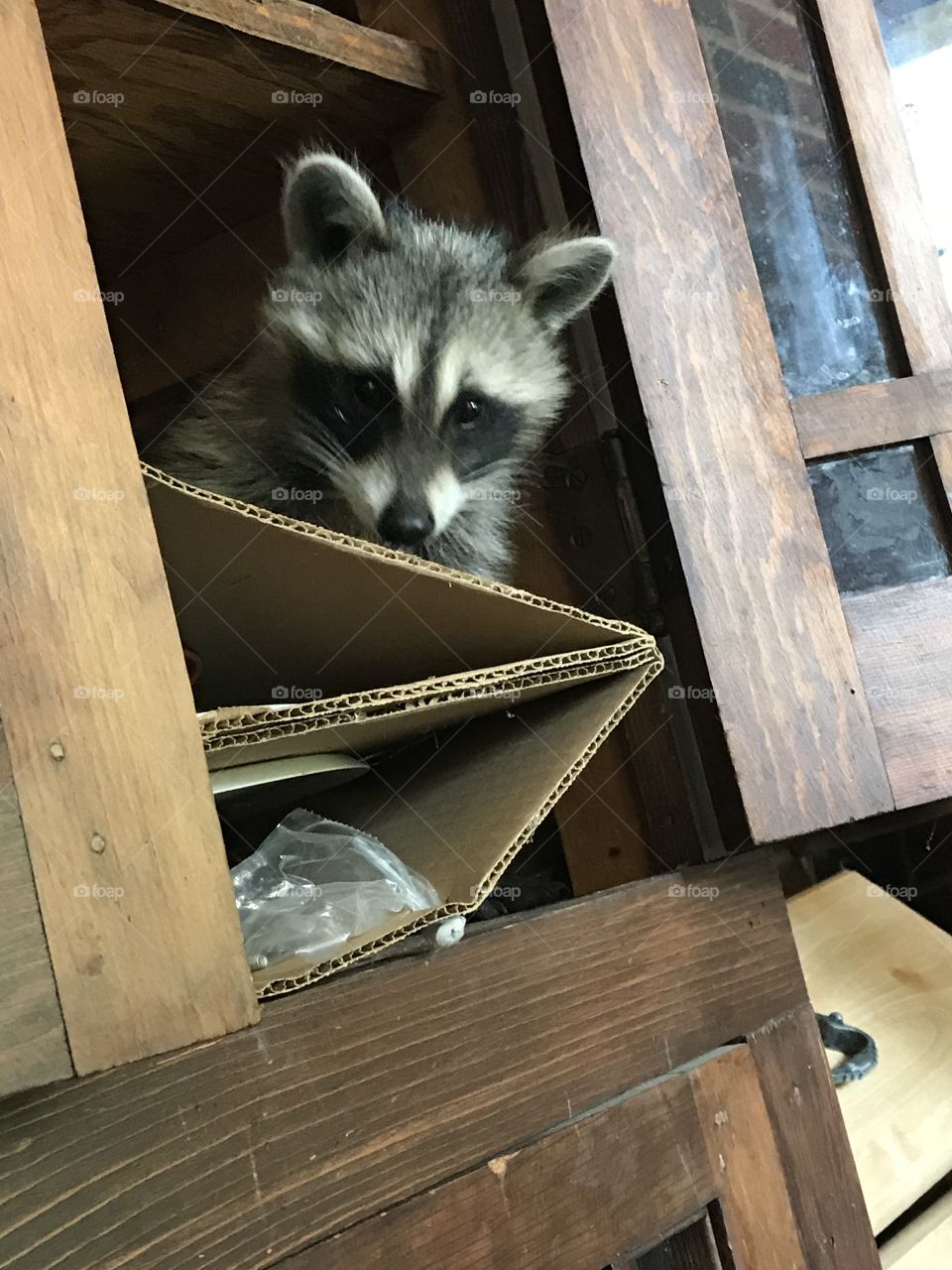 Coons in the cabinet 