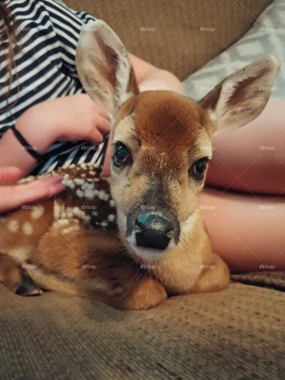 Baby Deer fawn relaxes on a couch with little girl. Rescue Rehab Wildlife