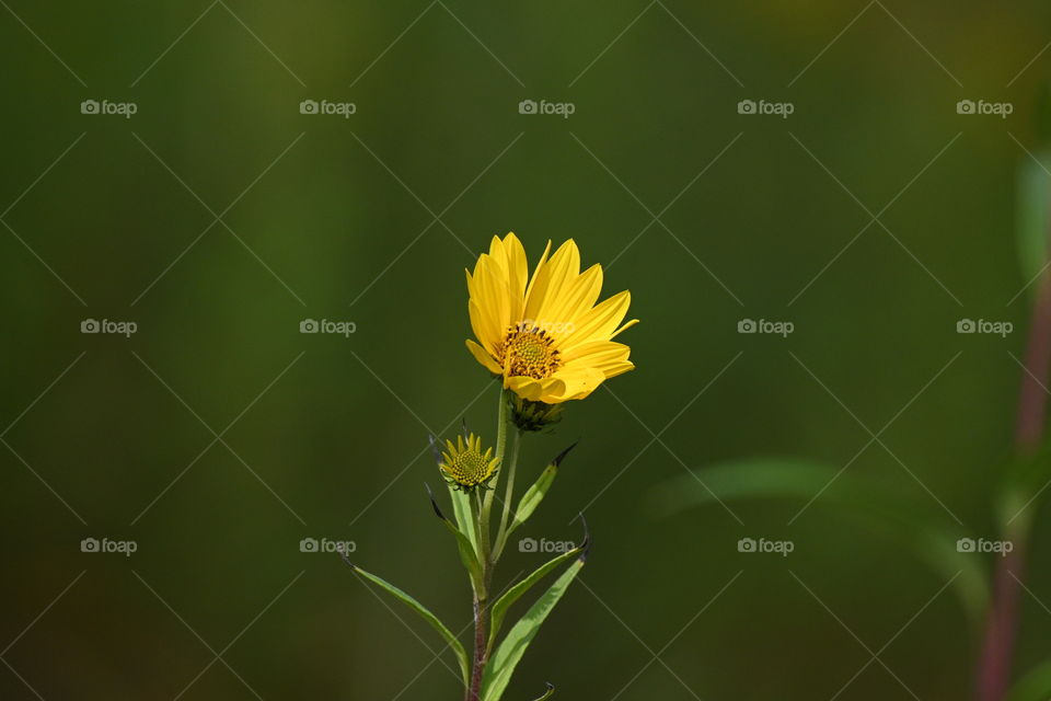 Yellow wildflower