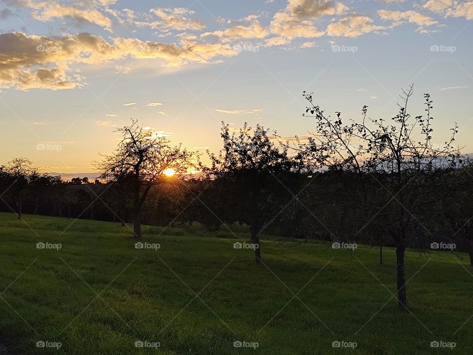 sunset in the apple orchard