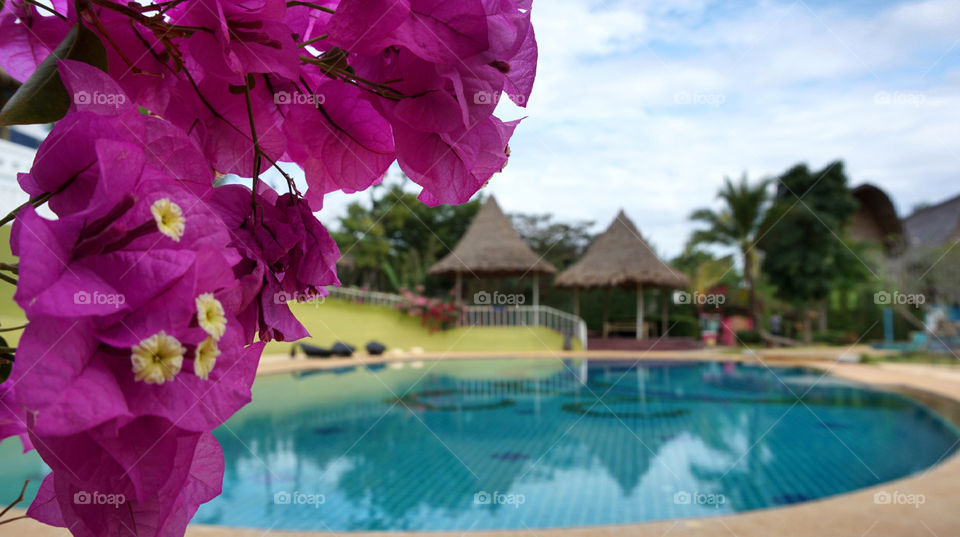 Pink flower at swimming pool