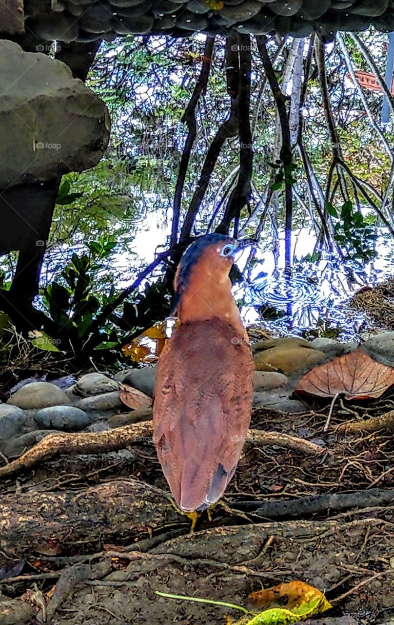 The Malayan night heron stands under a tree beside the stream. looks like cool and comfortable feeling. the sunlight also is bright and a beautiful colors
overall.