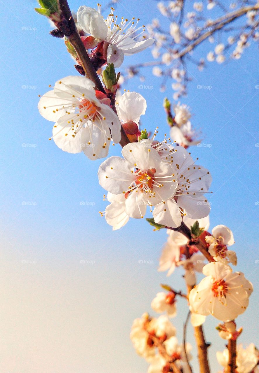 Branch of a blossoming apricot