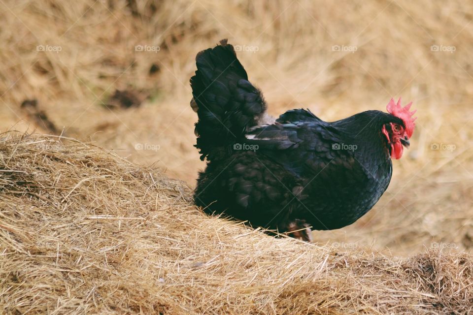 Bird, Nature, No Person, Farm, Wildlife