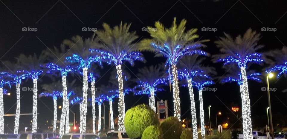 blue palms