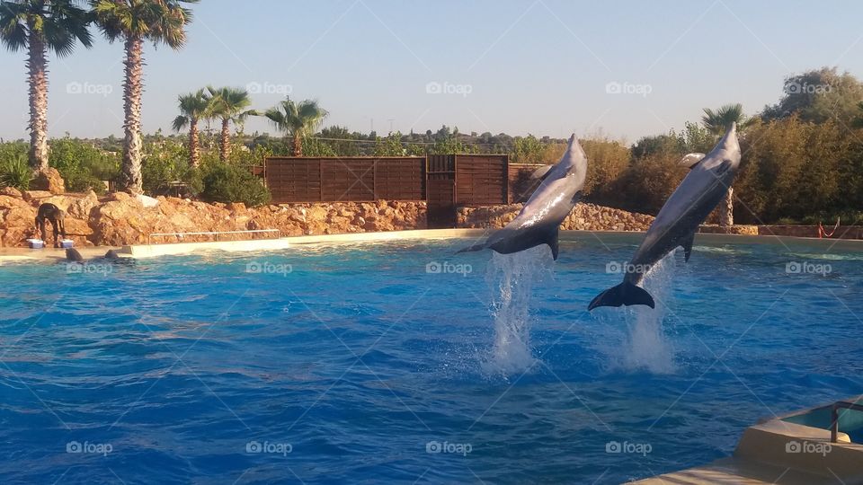 dolphins