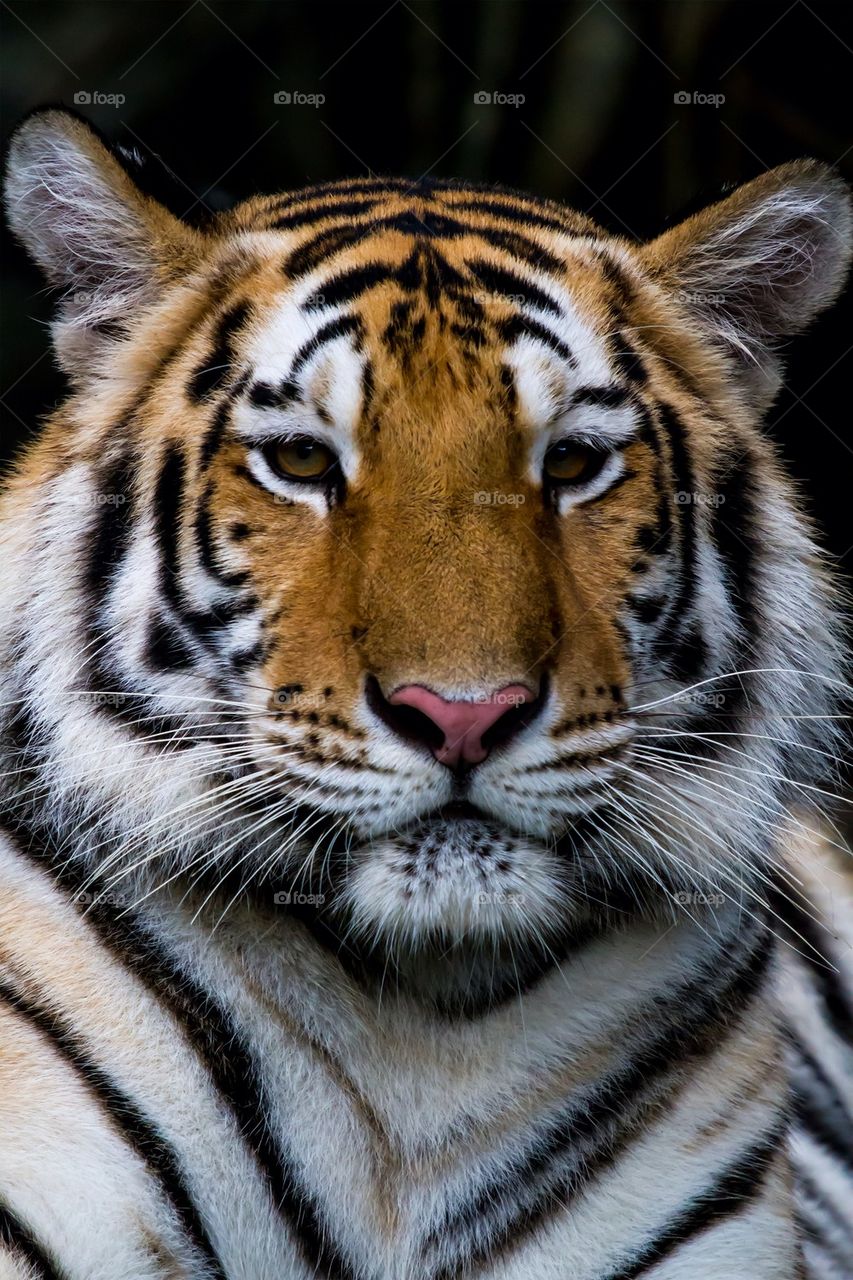 Bengal Tiger