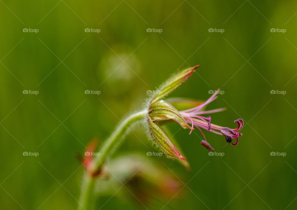 goosebumps of flower