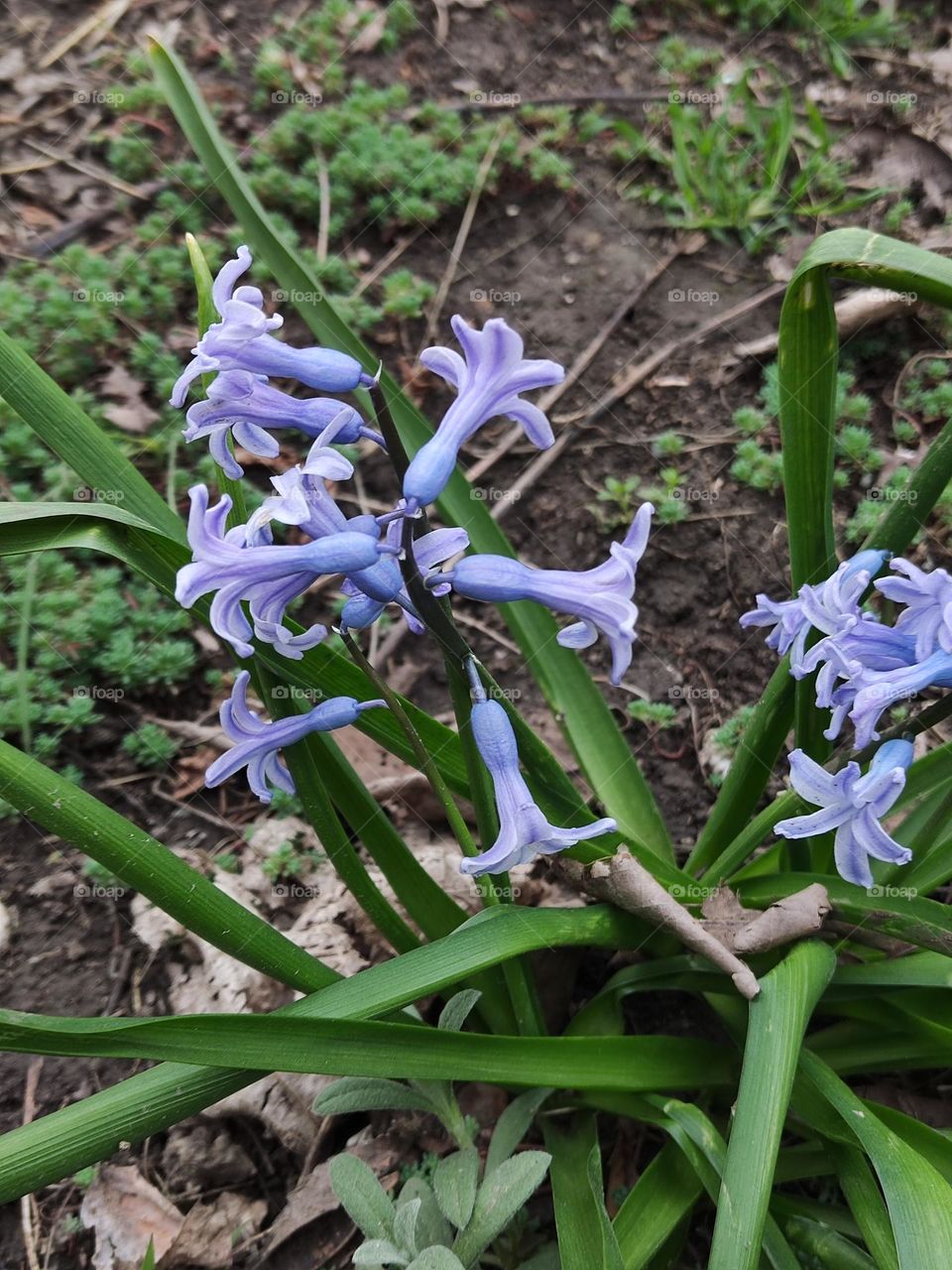 Vivid blue blooms grace the foreground, their delicate petals dancing in the gentle breeze, while lush green foliage provides a vibrant backdrop, evoking a sense of tranquility and natural beauty.