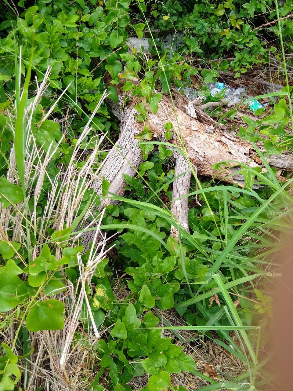 A piece of dead wood on the ground amongst grass, dry brush and ivy plants. Also a small bit of litter in the background to the right.