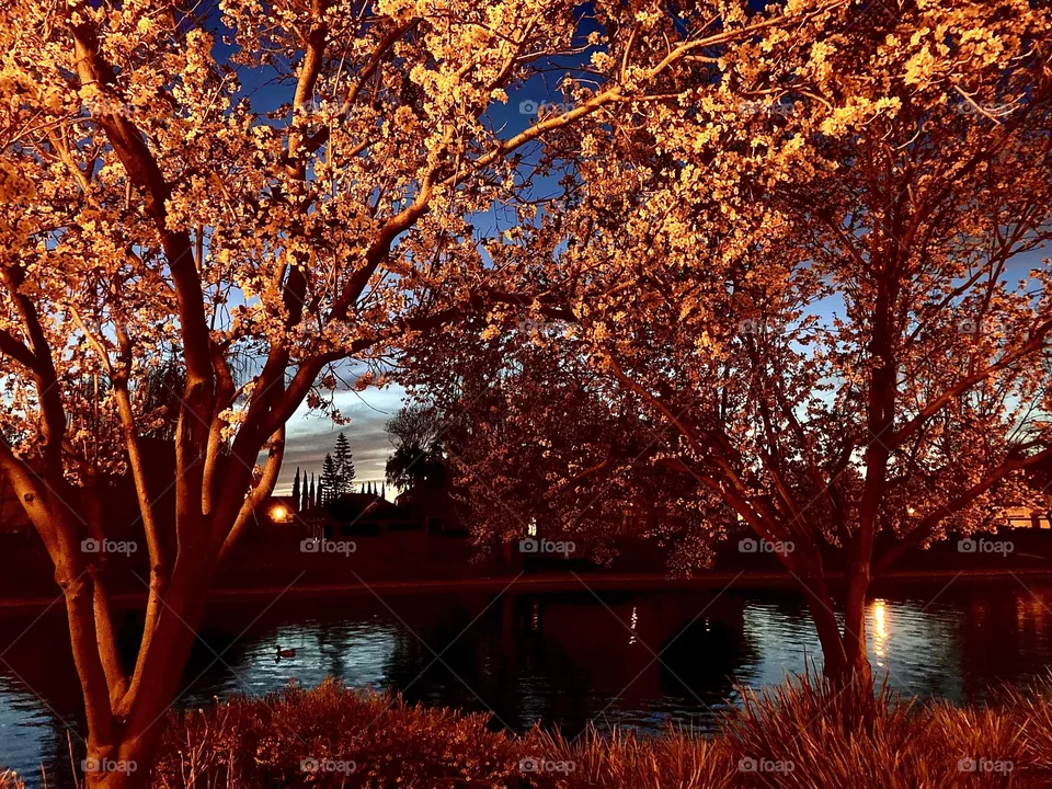 Evening under trees and lights at the pond 