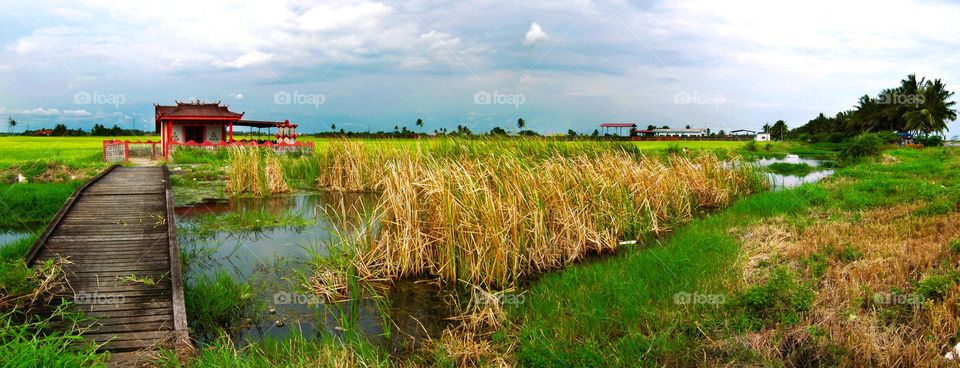 Rice, Agriculture, Landscape, Water, Rural