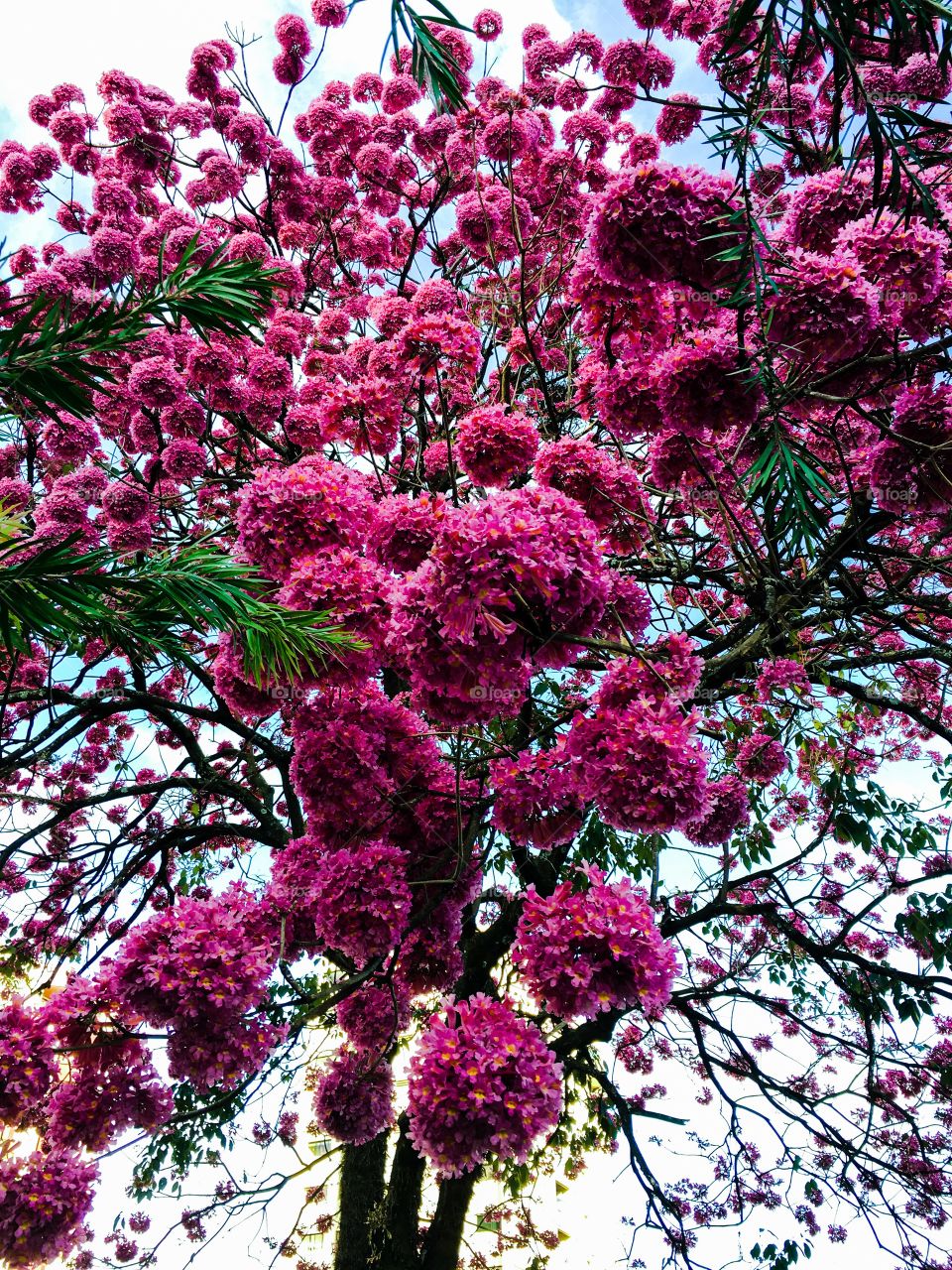 Pink flowering tree