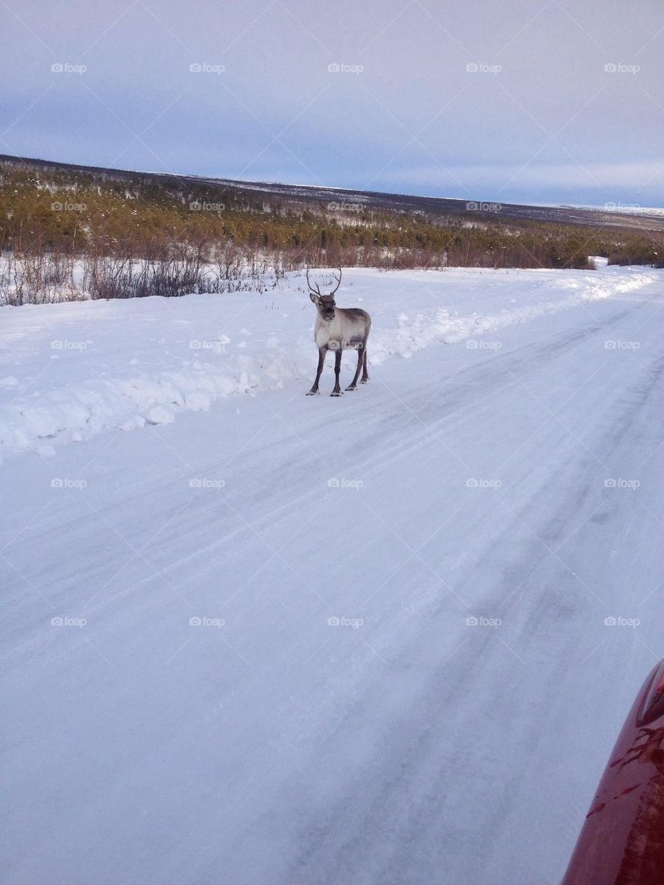 Reindeer