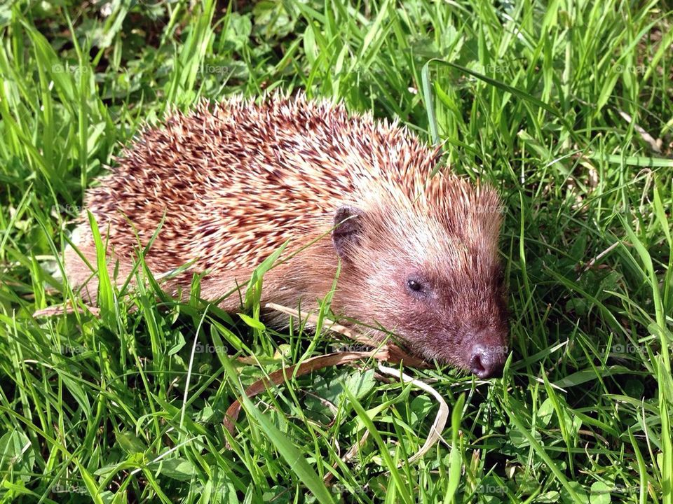 Hedgehog