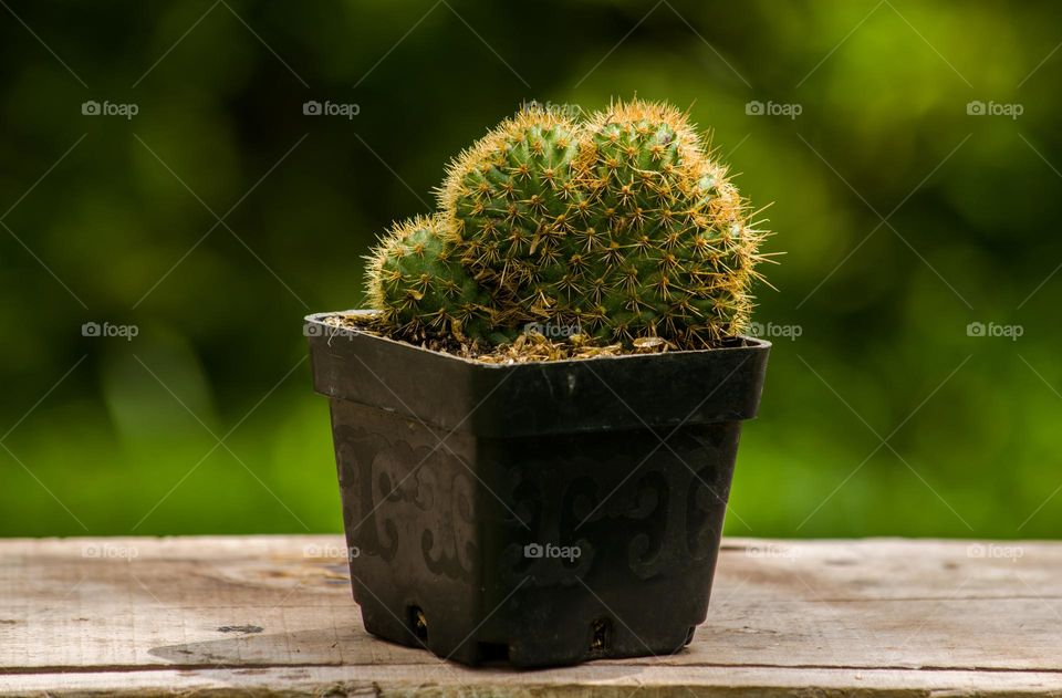 Cactus