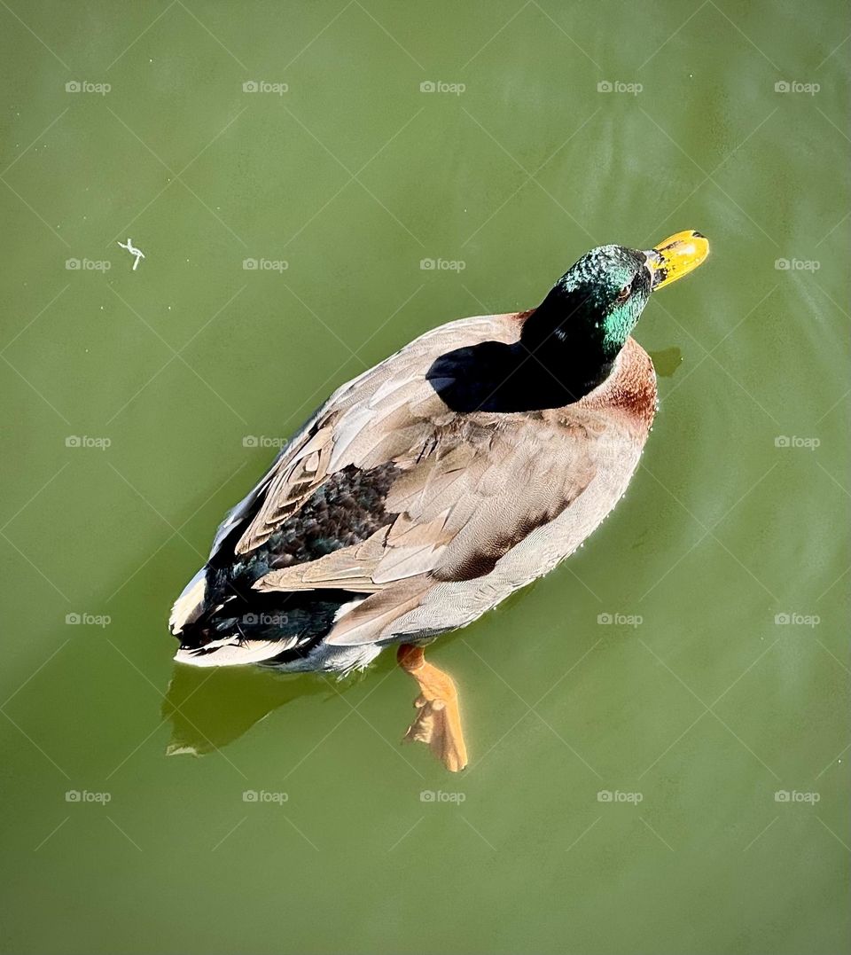Swimming duck