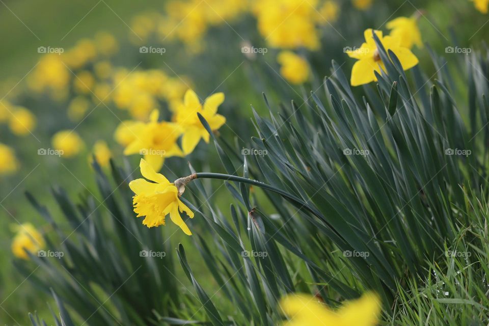 Daffodils 