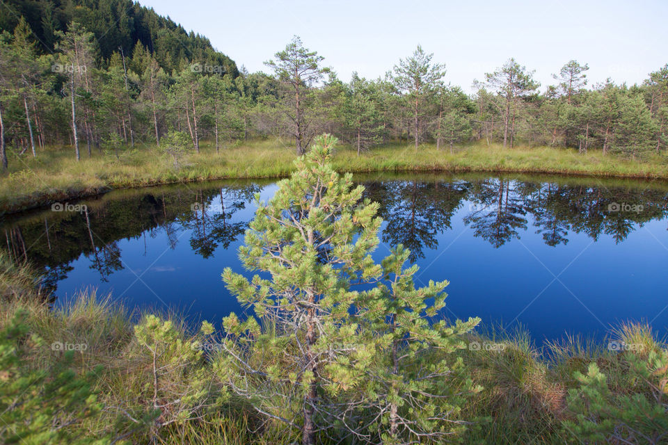 trees forest lake forrest by danielmorman