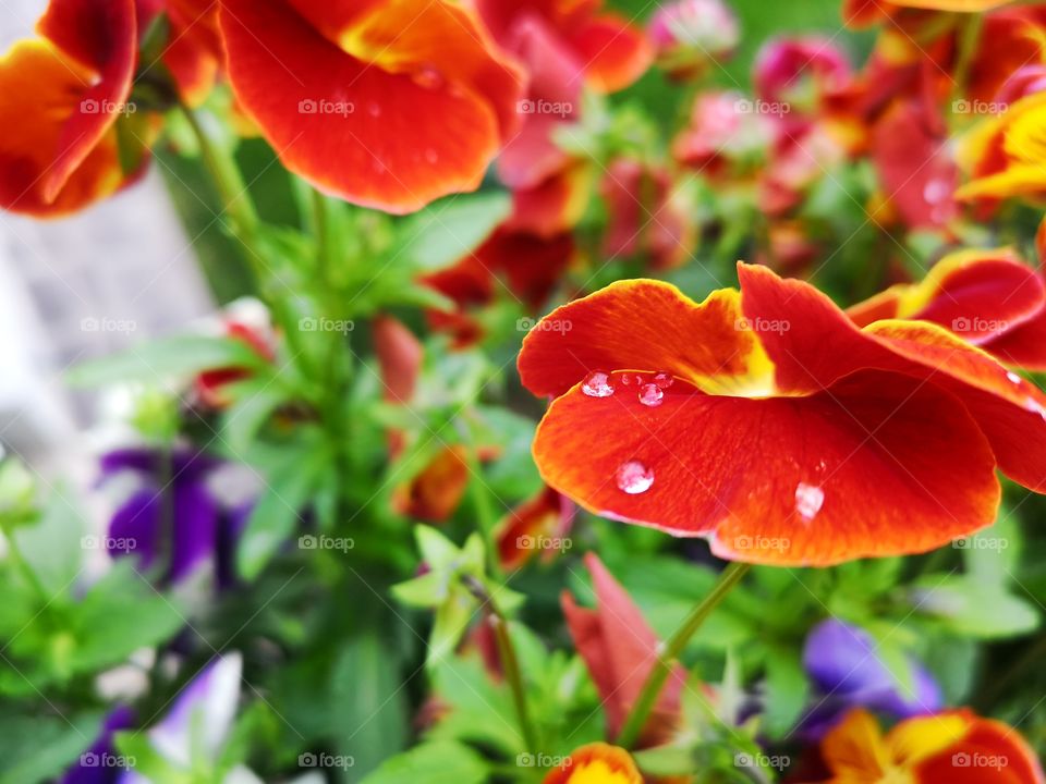 Detail of flowers wet from the rain