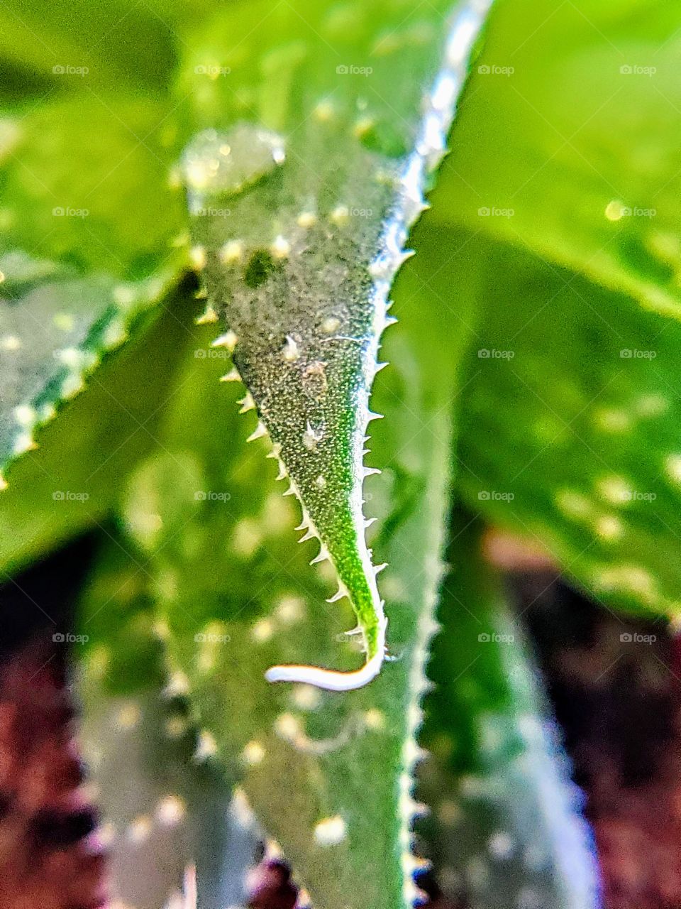 Aloe spikes