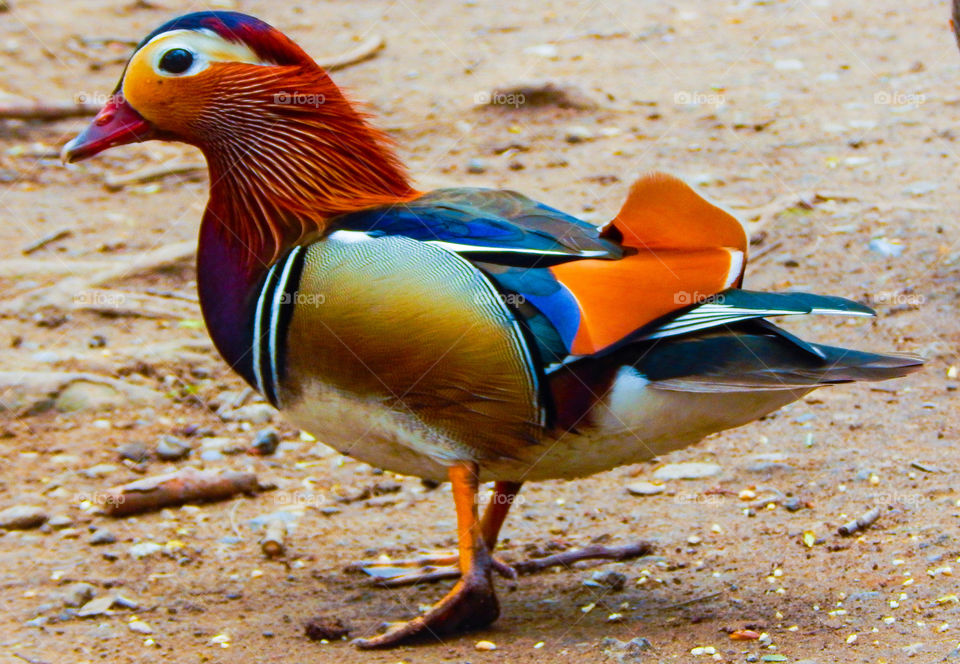 Mandarin duck
