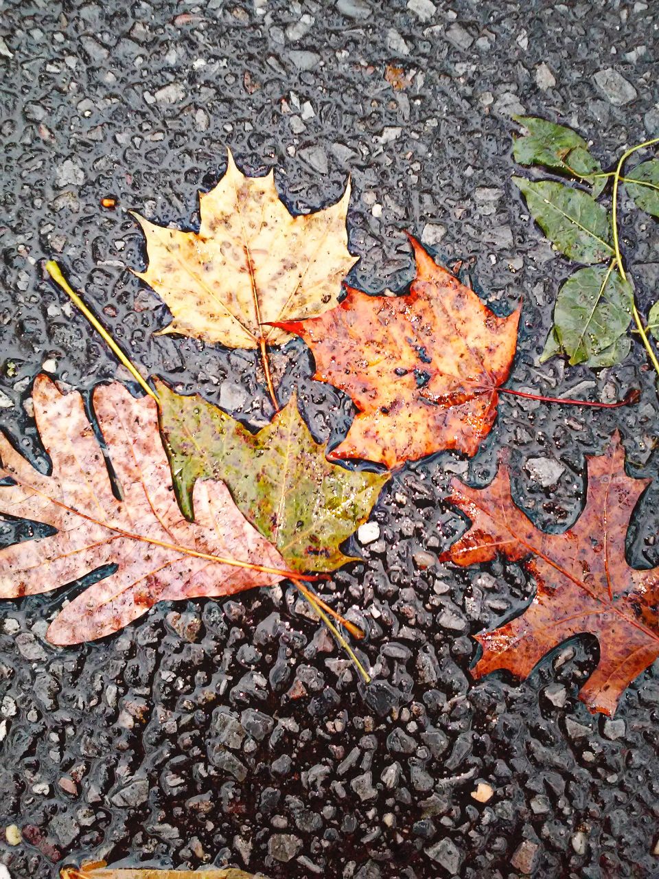 Autumn colors