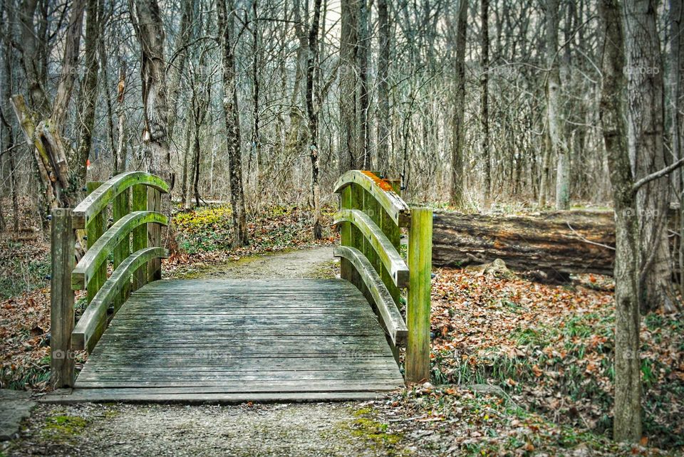Bride through the woods