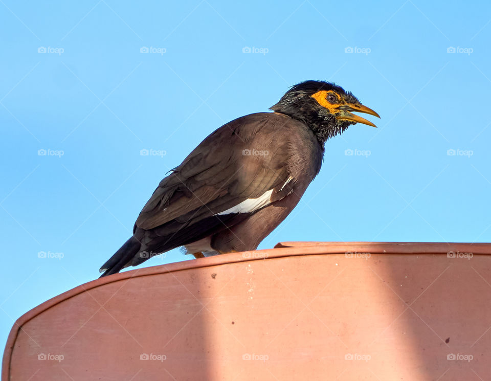 Bird photography - Indian mynaa