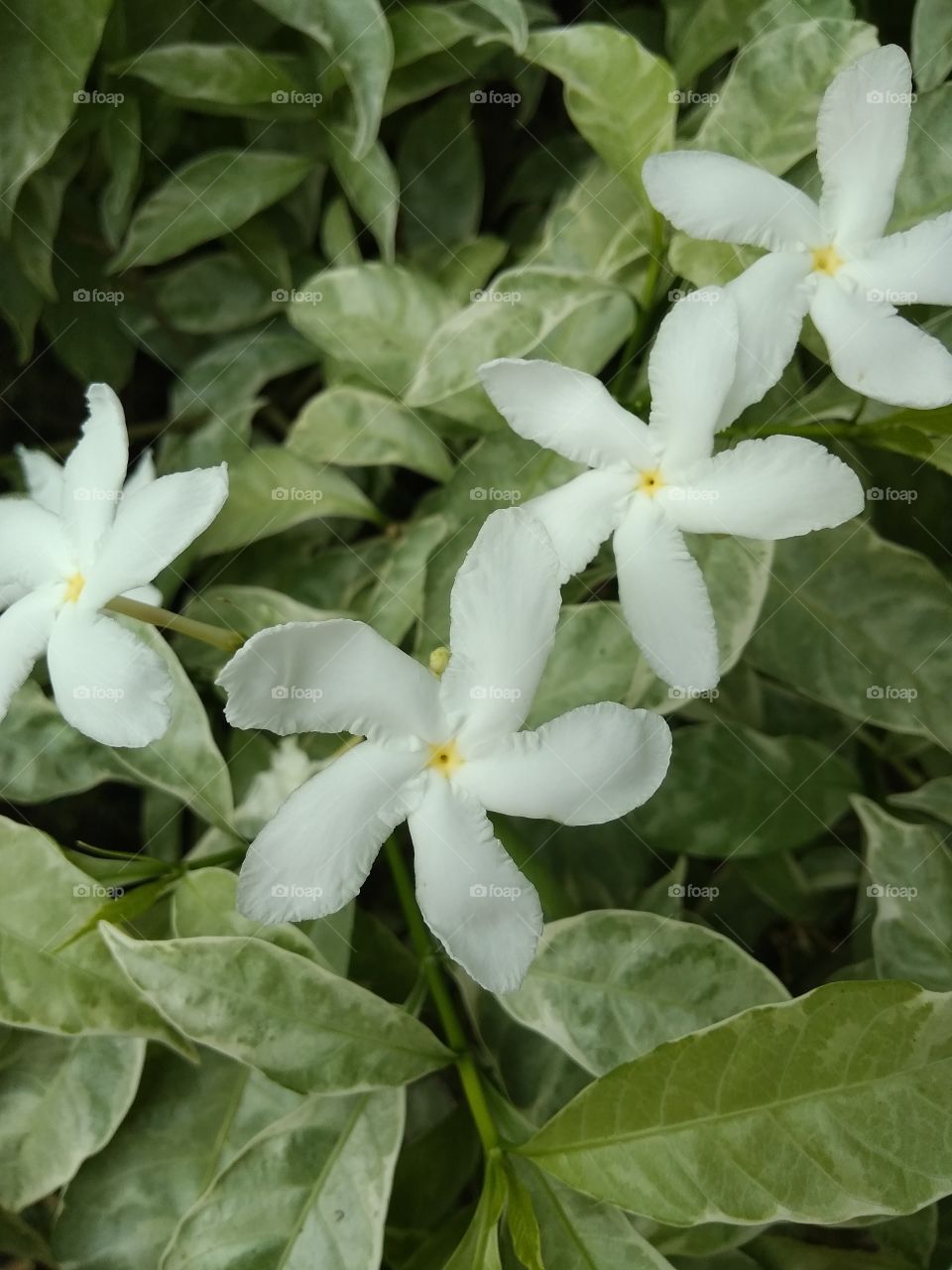 white flower in garden