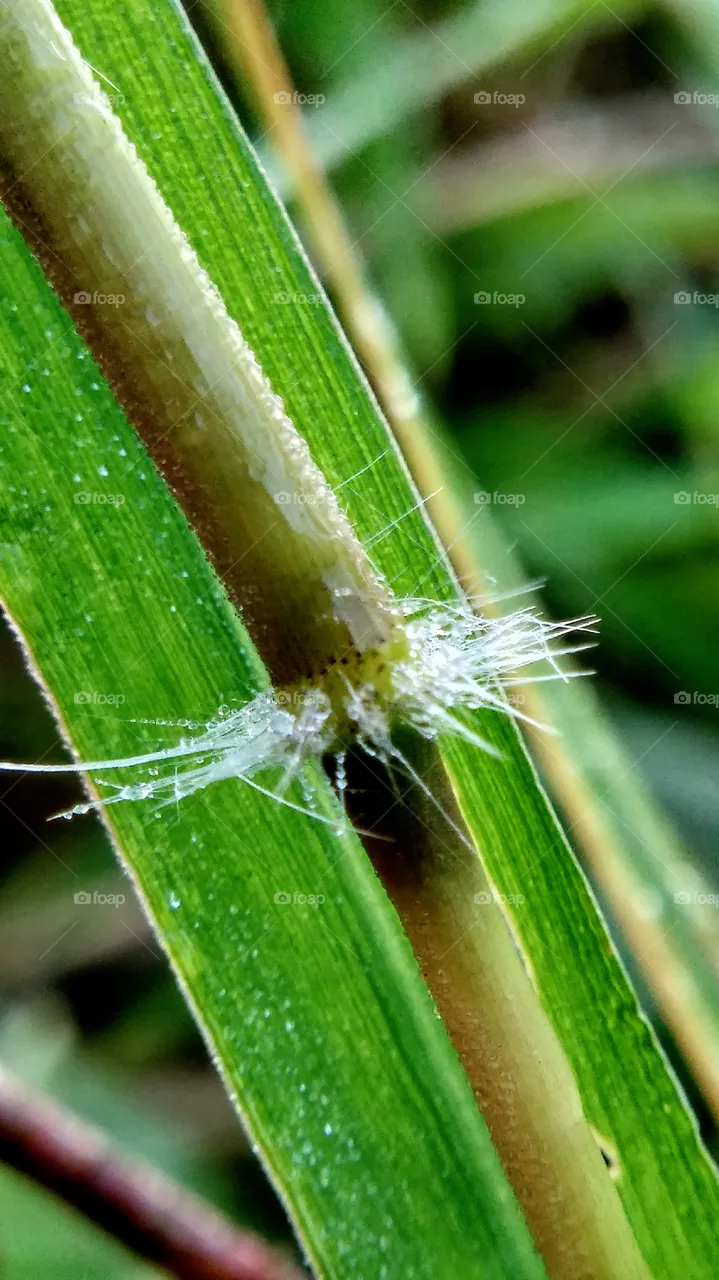 weeds